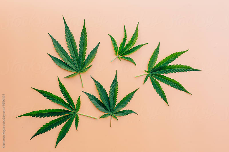 green marijuana leaves on orange background
