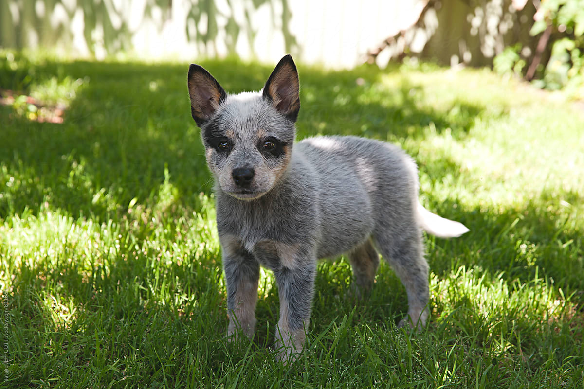 Pictures Of Blue Heeler Puppies Rules of the Jungle Blue heeler dog 