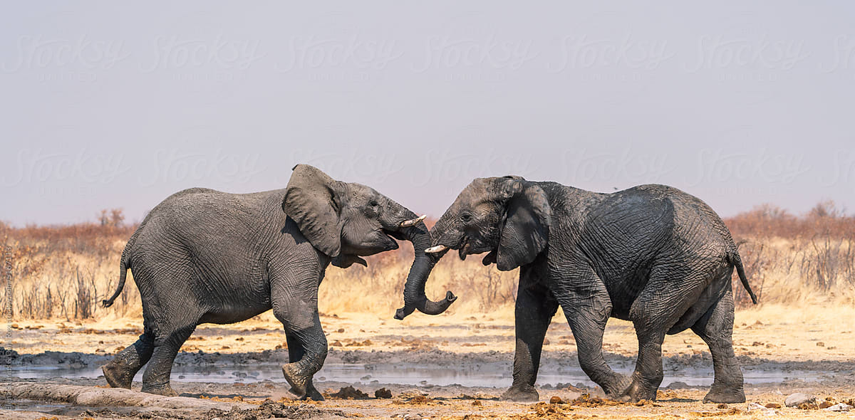 Couple of elephants playing in Etosha National Park, Namibia, Africa