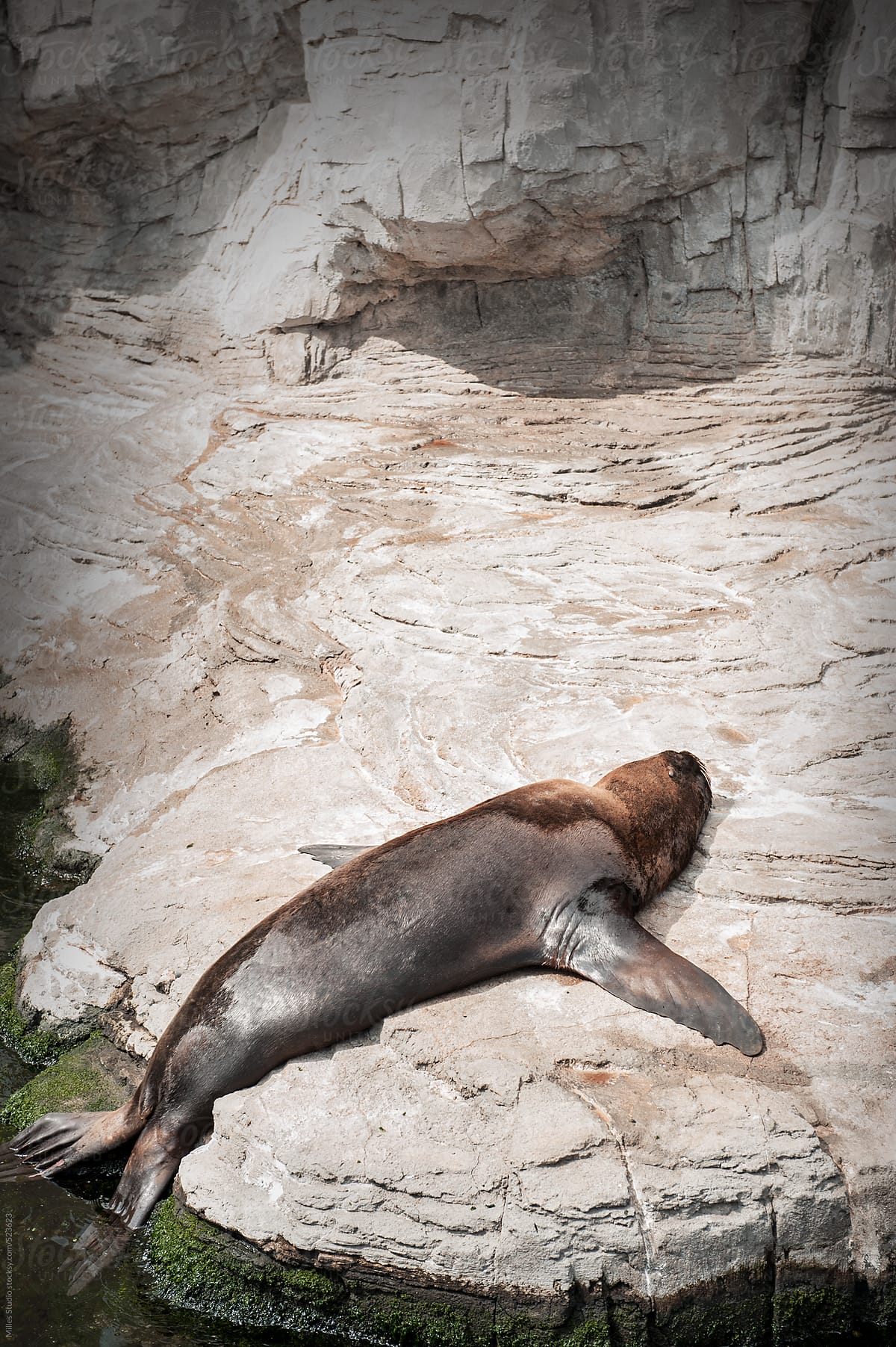 Funny fur seal or sea lion relaxing