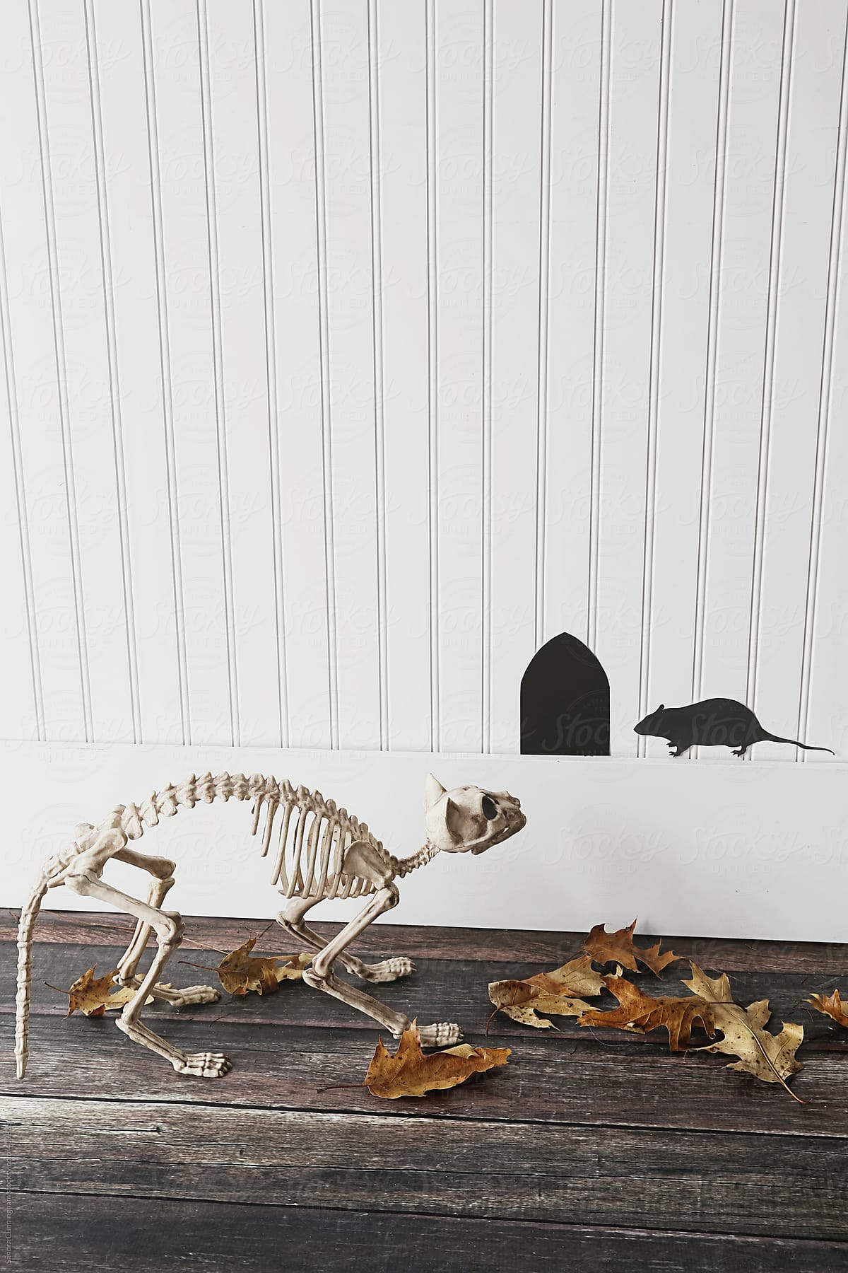 Skeletal cat looking at a paper mouse