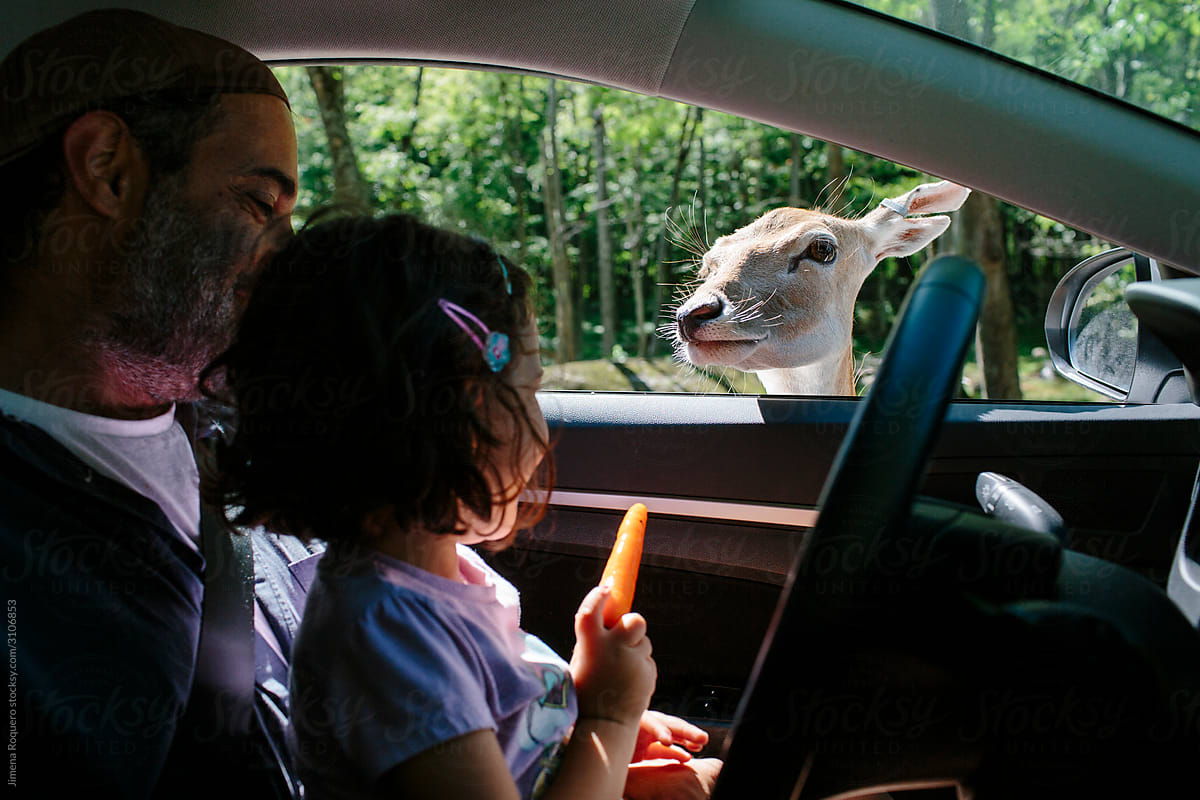 Father and daughter feeding a fawn from inside a car