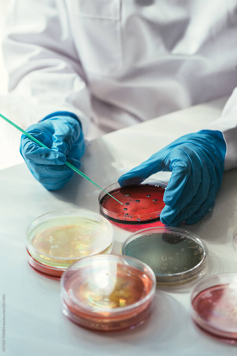 Woman working with petri dishes in the lab