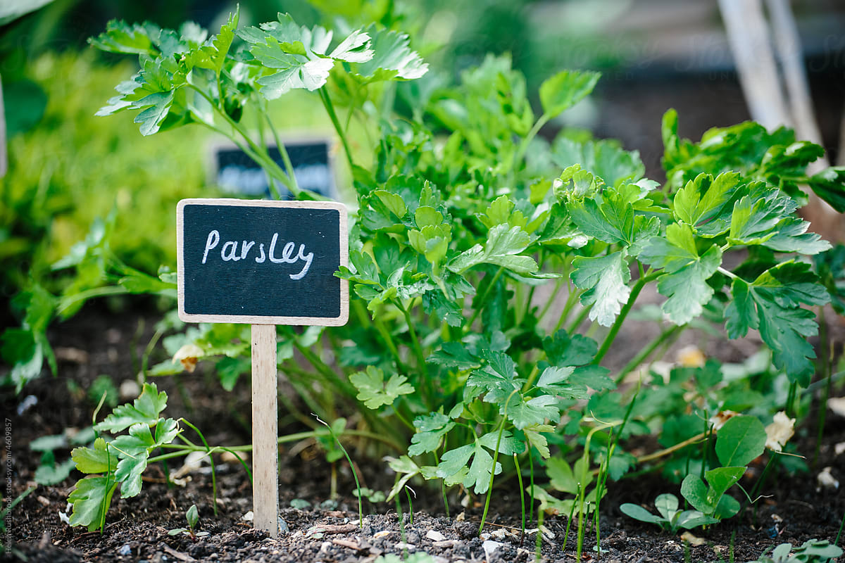 Parsley growing outdoors