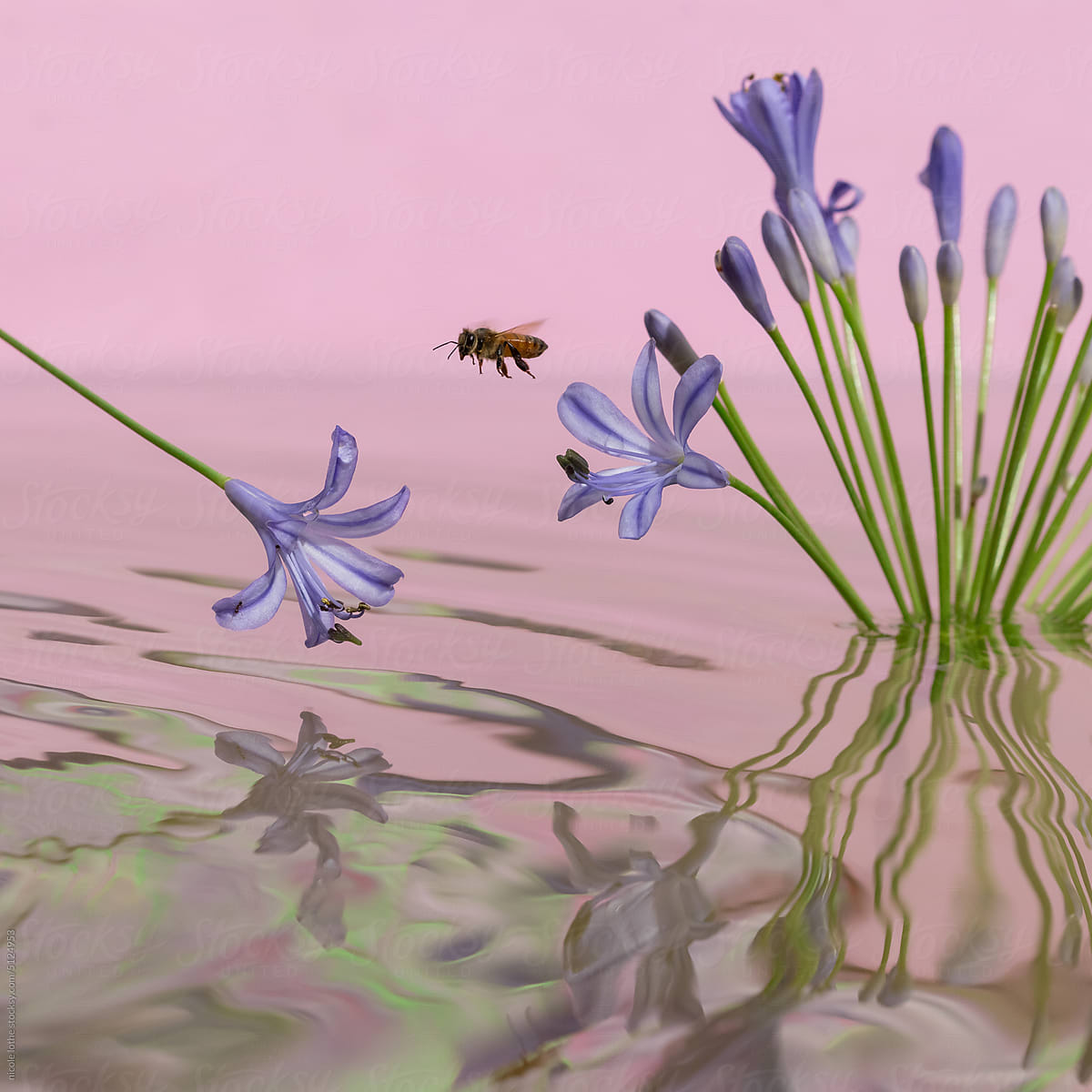 Bee flying towards Agapanthus, over psychedelic reflections.