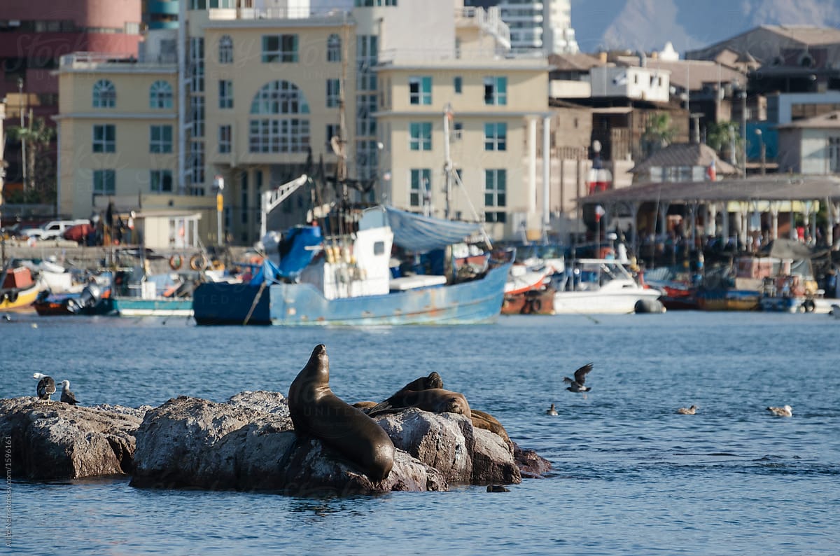 Seals chilling in the city harbor