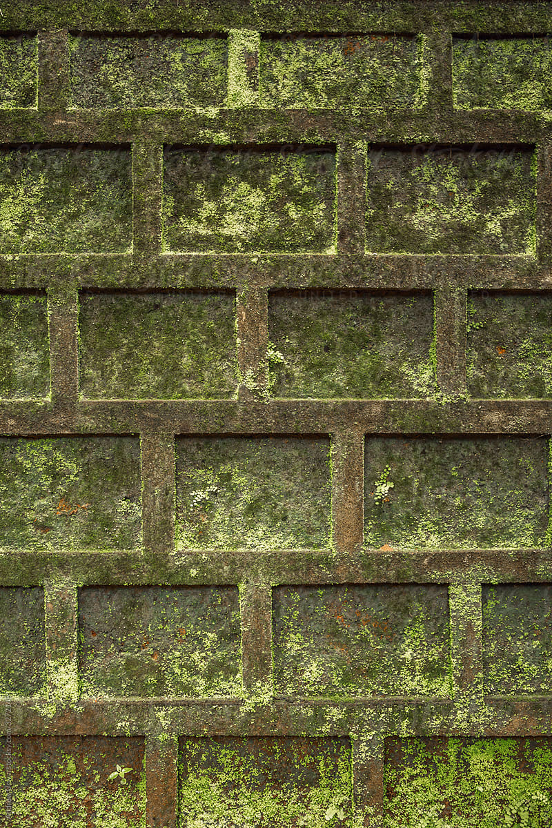 Green moss on a stone wall