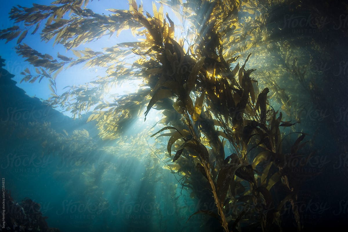Scuba diving in kelp forest underwater