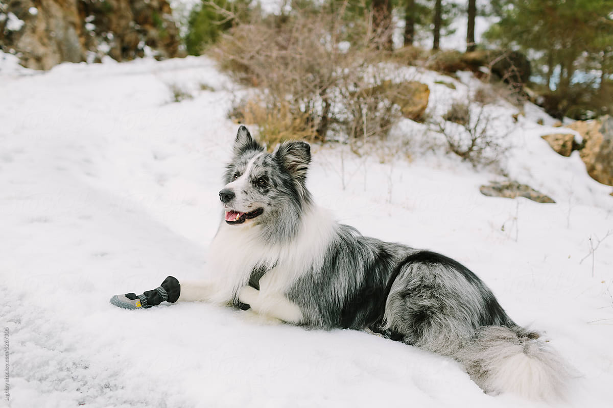 A dog is lying on a snowed path