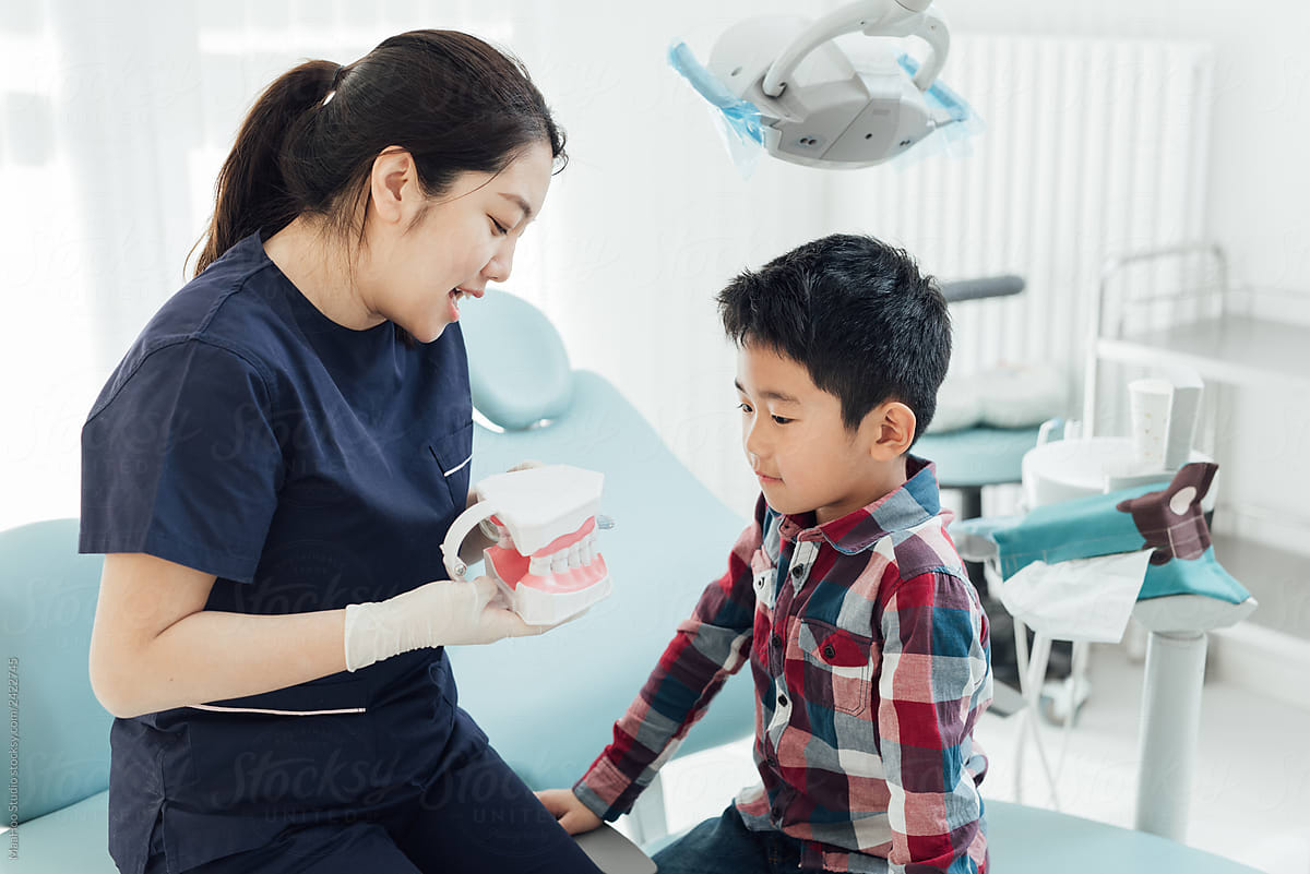 Dentist showing teeth model in clinic