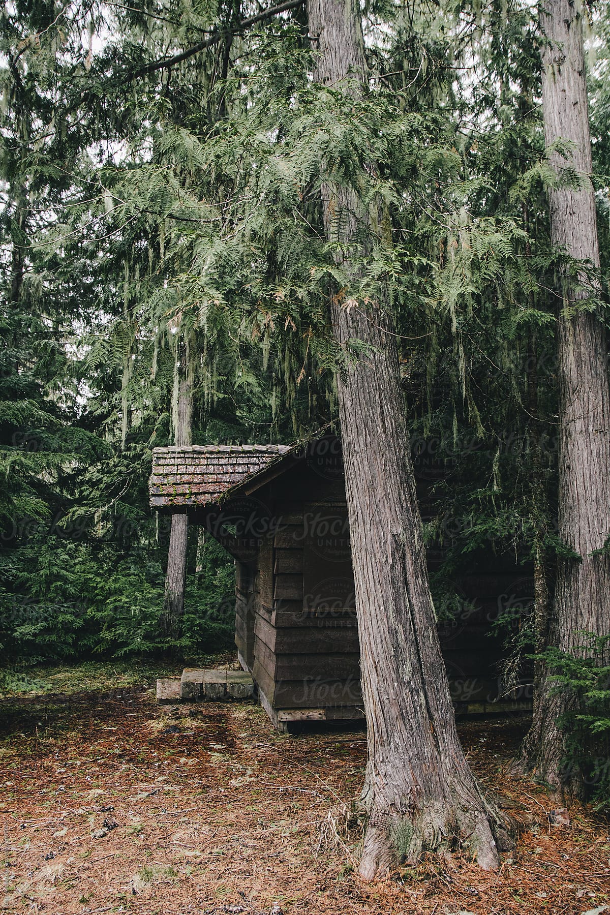 Old Forest Service Cabin