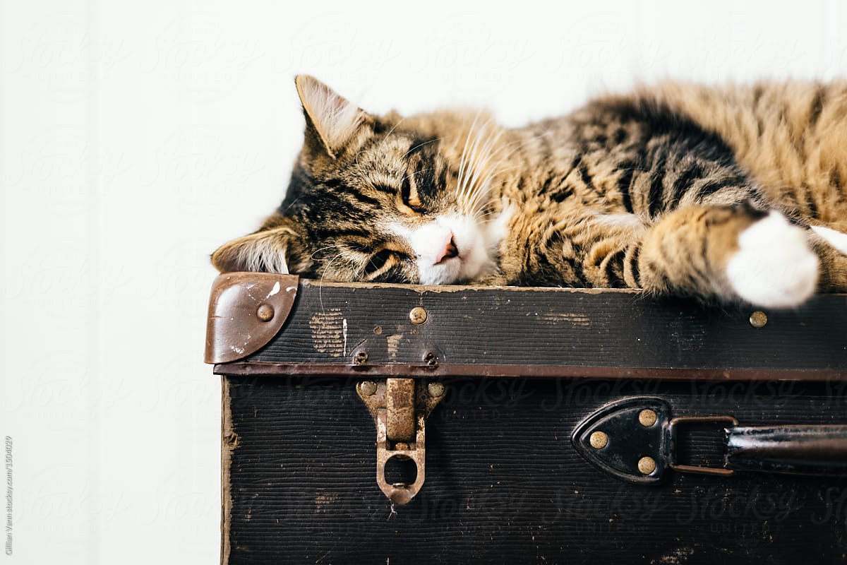 cat sleeping on vintage suitacase
