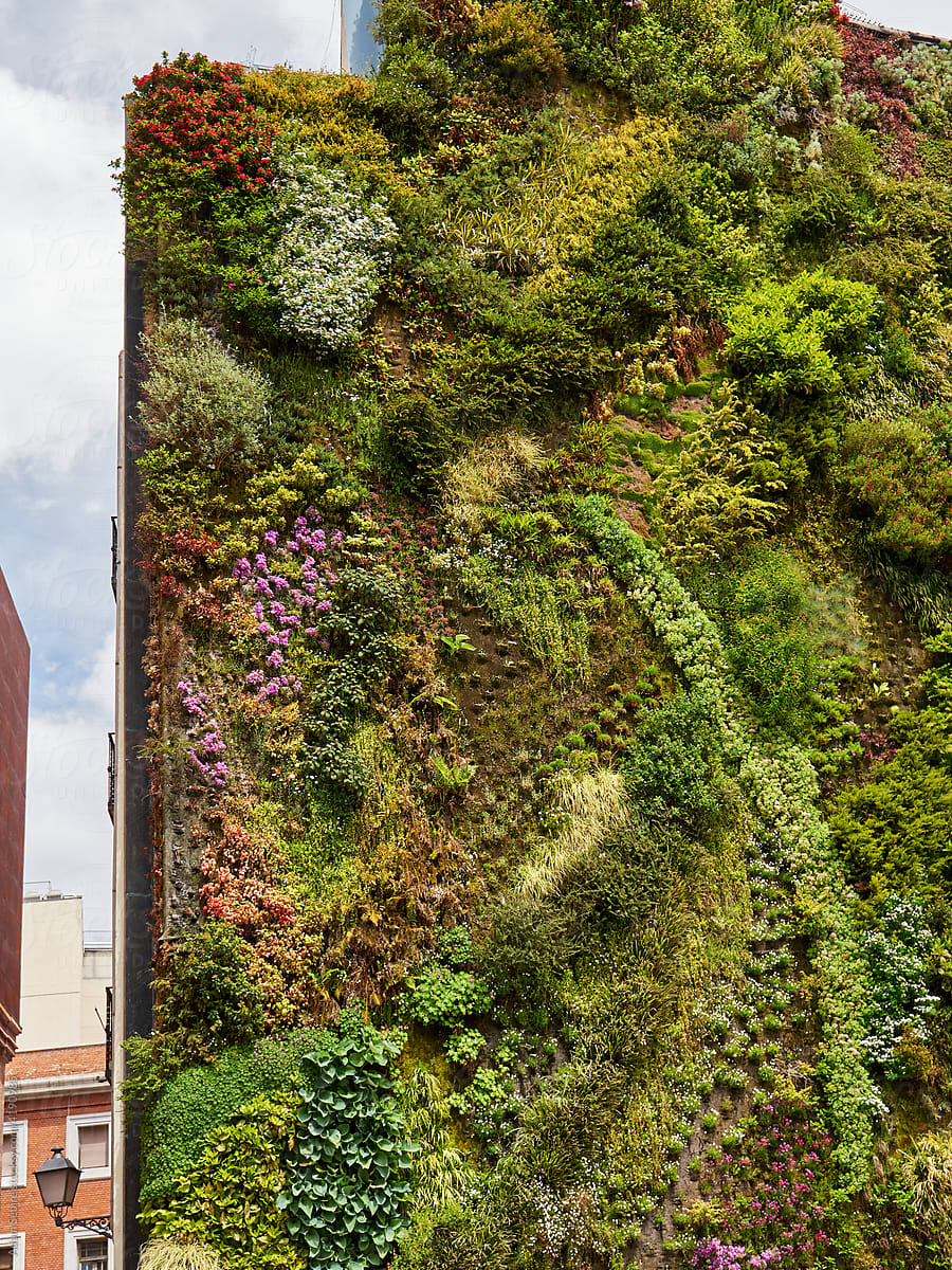 Vertical garden living green wall - urban plant facade