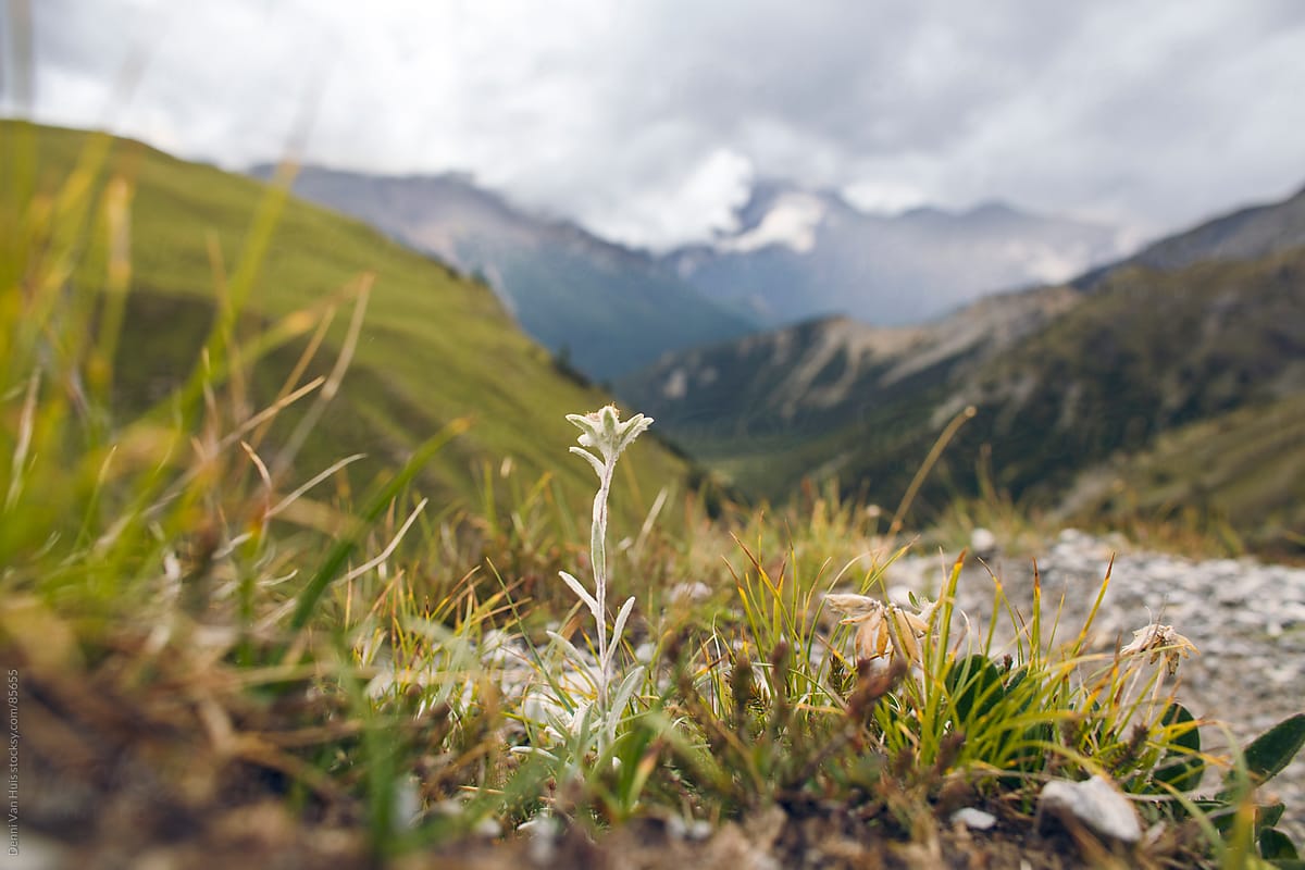 Rare edelweiss flower high up in the mountains