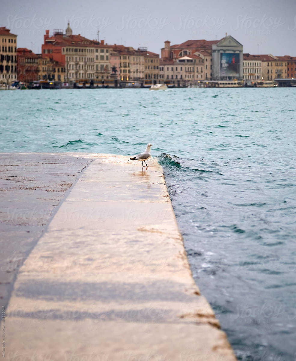 Waterline overflows Venice waterfront footpath, seagull