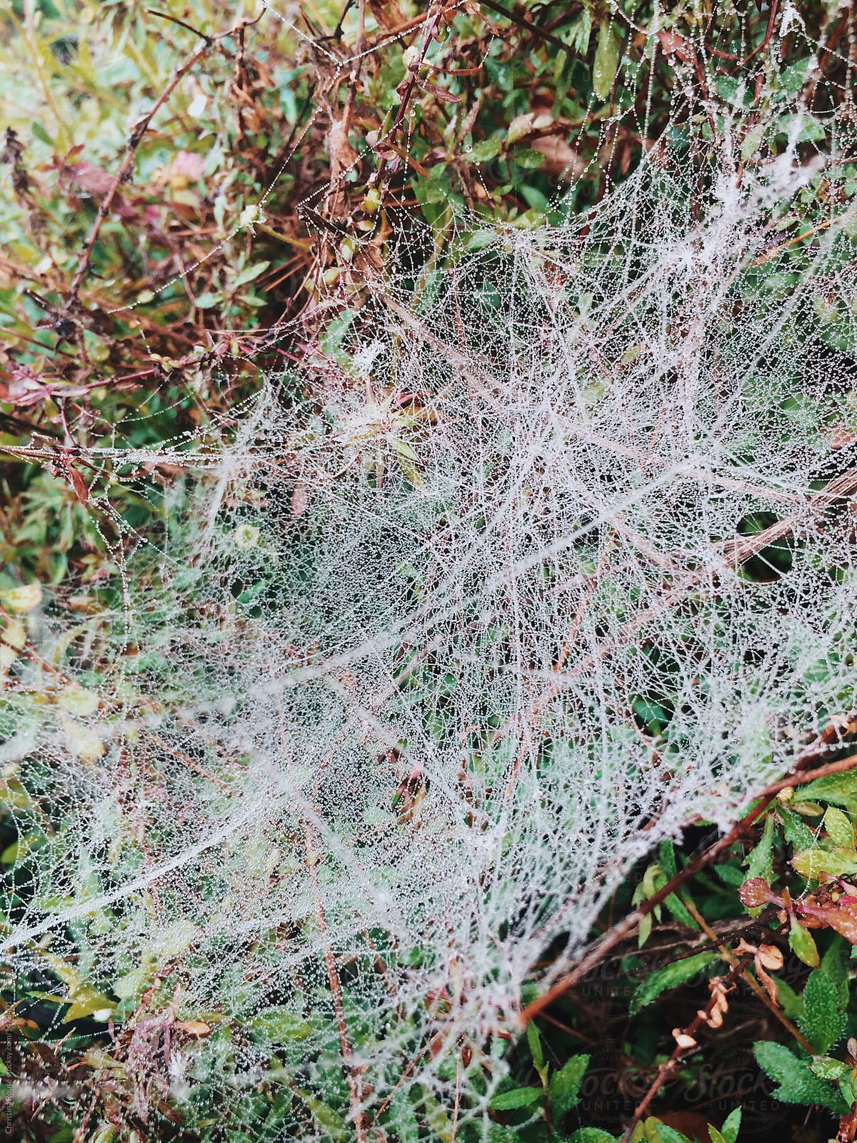 Spider Web With Morning Dew In A Green Bush In A Garden by
