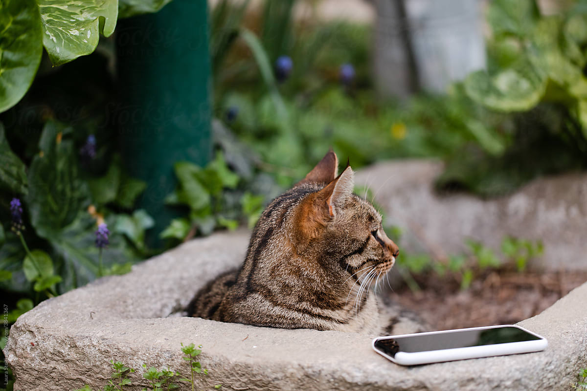 Cat and mobile phone in garden