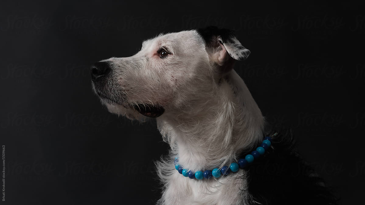 Mixed Race Dog Studio Portrait On The Dark Background