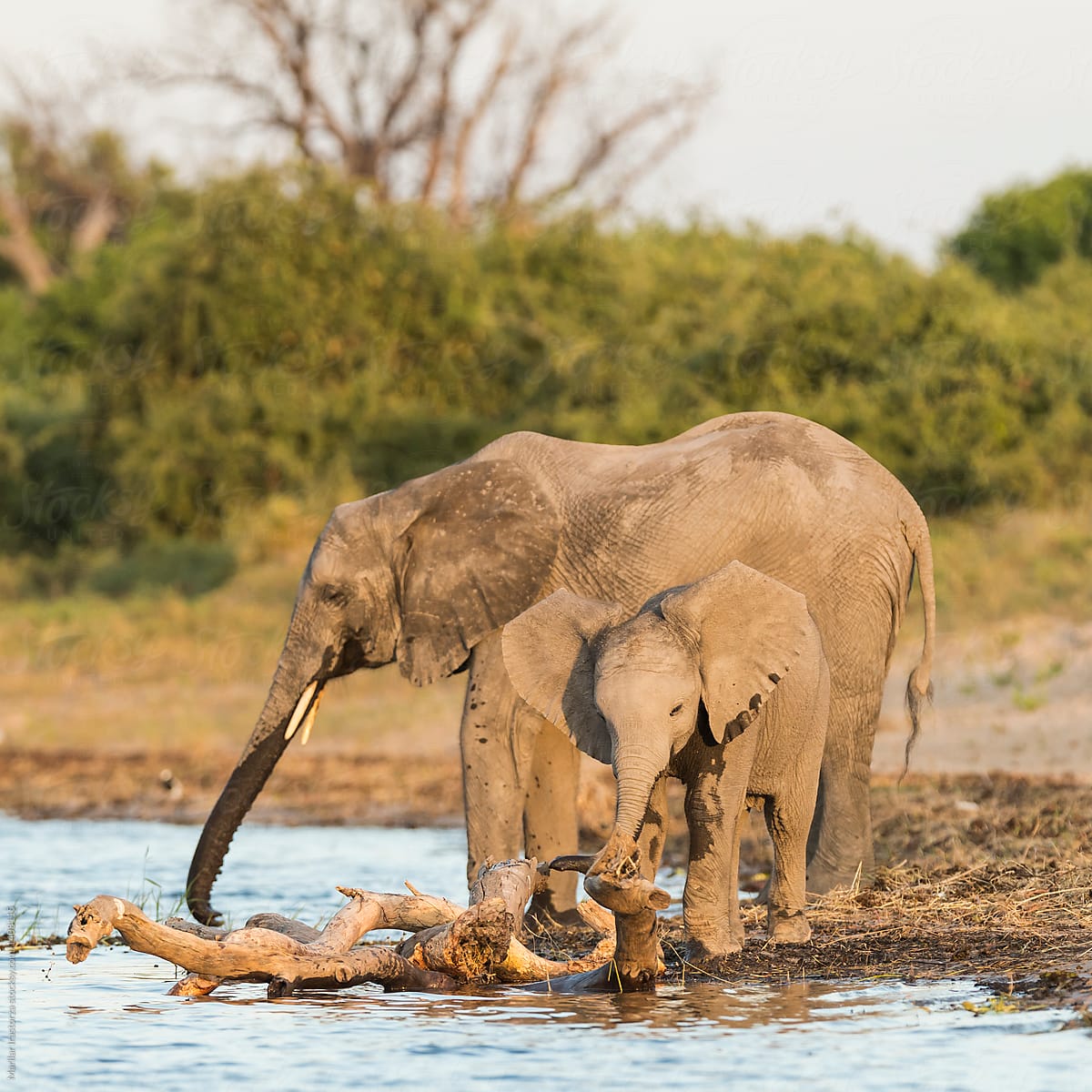 Baby elephant drinks water in a river