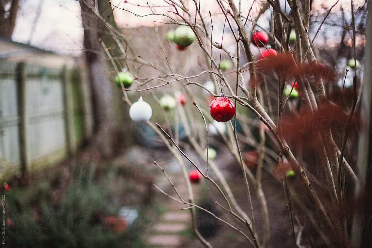 Red, white and green ornaments hang on shrub in  garden.
