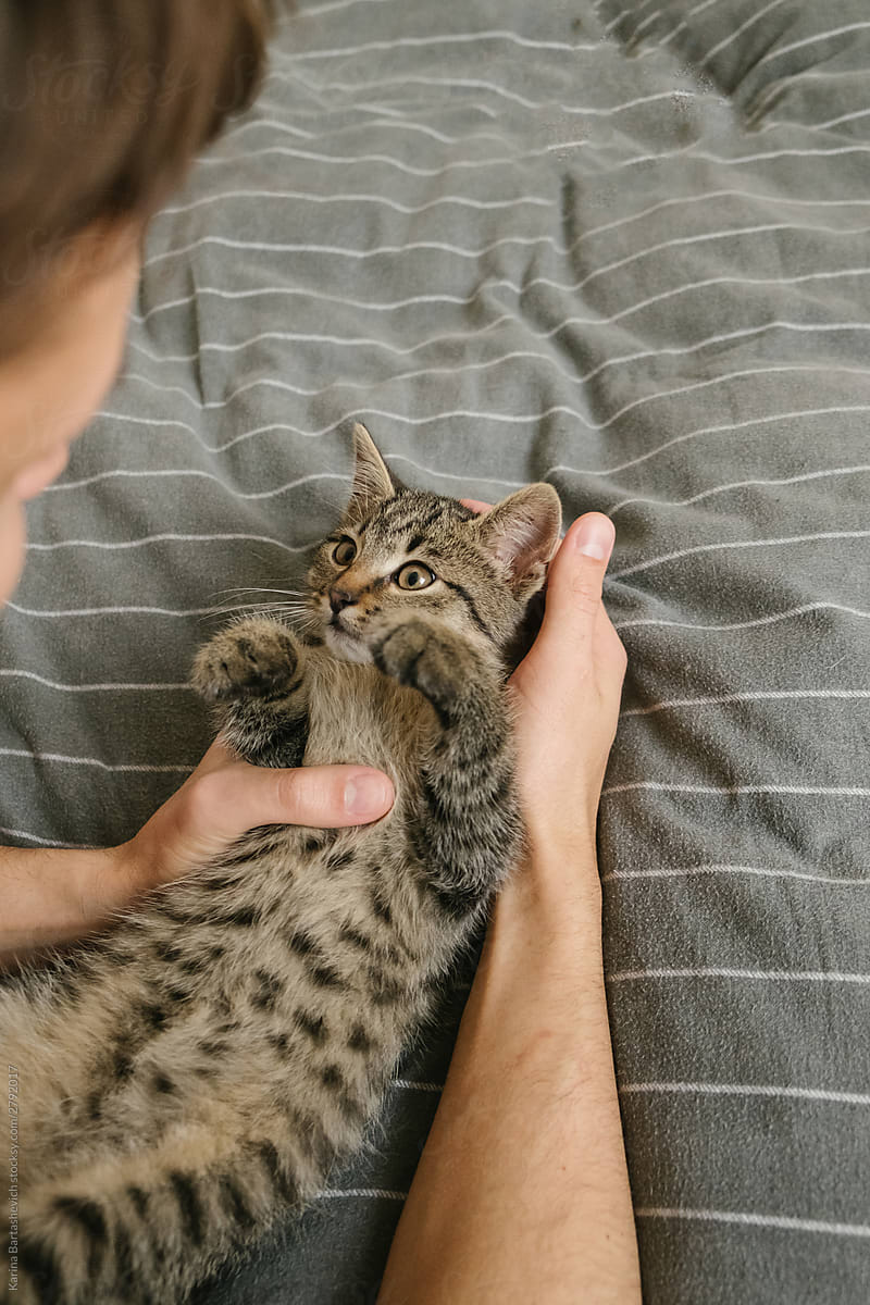 the kitten playfully waves its paws to the owner and lies on a gray bedspread