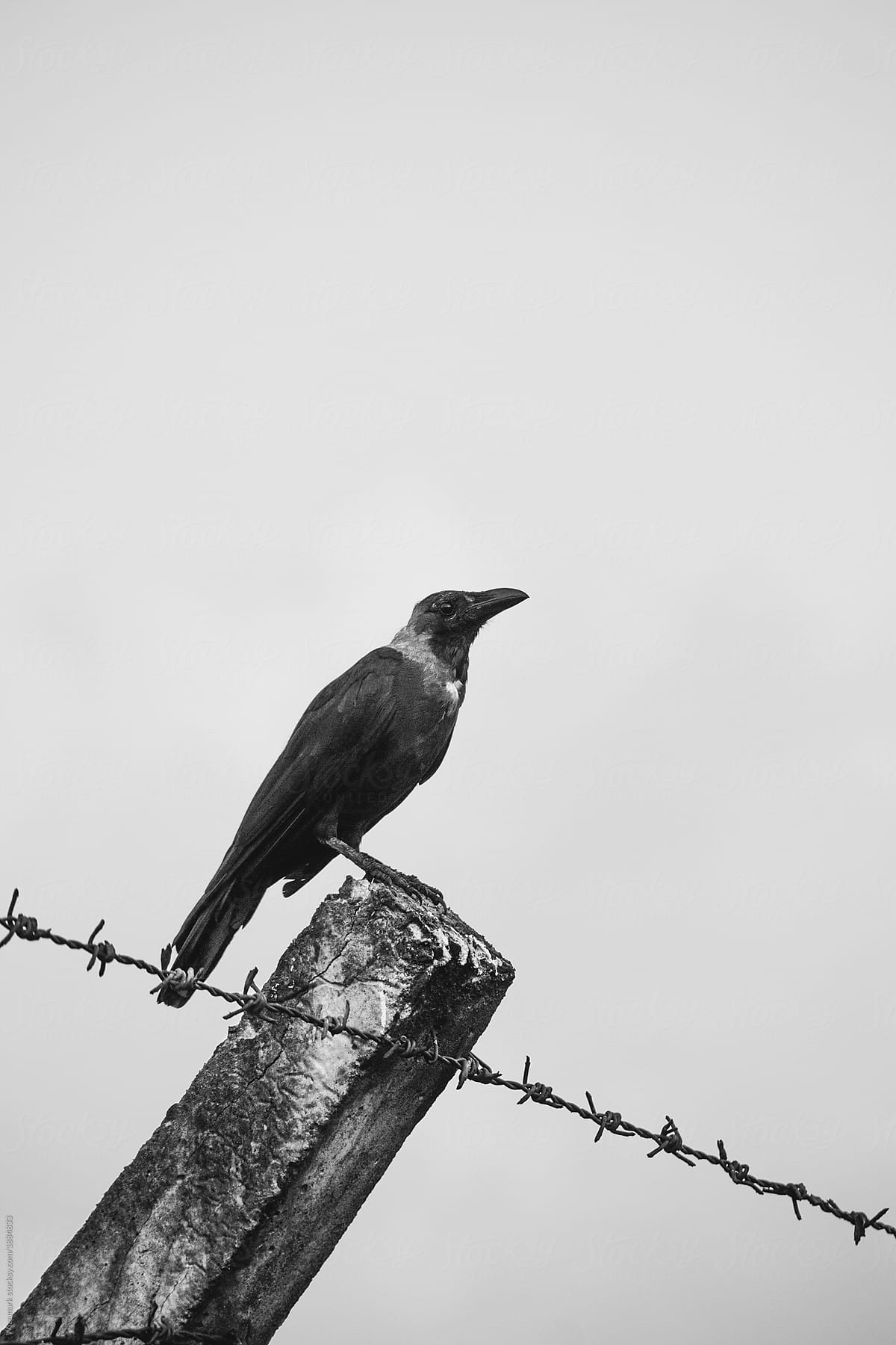 Perched crow on a barbwire