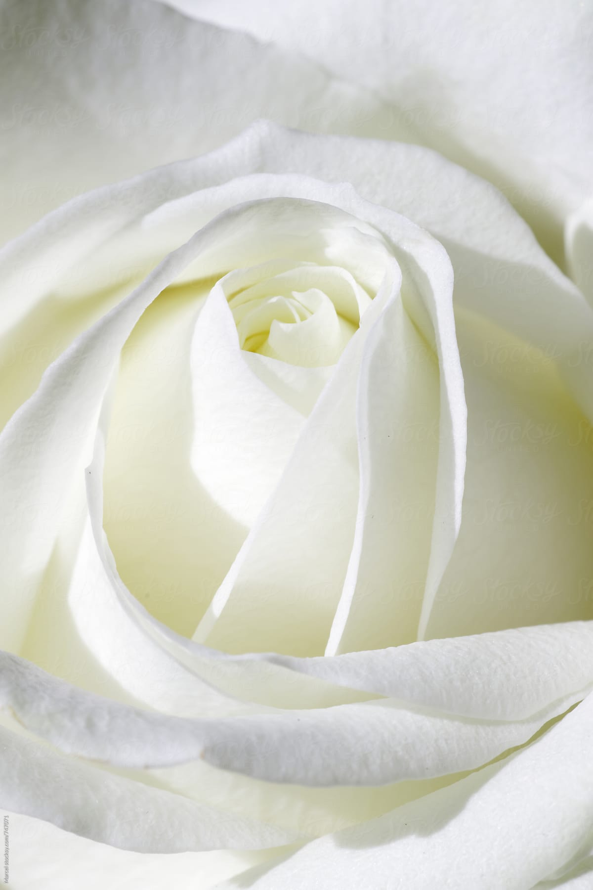 Delicate white rose close up