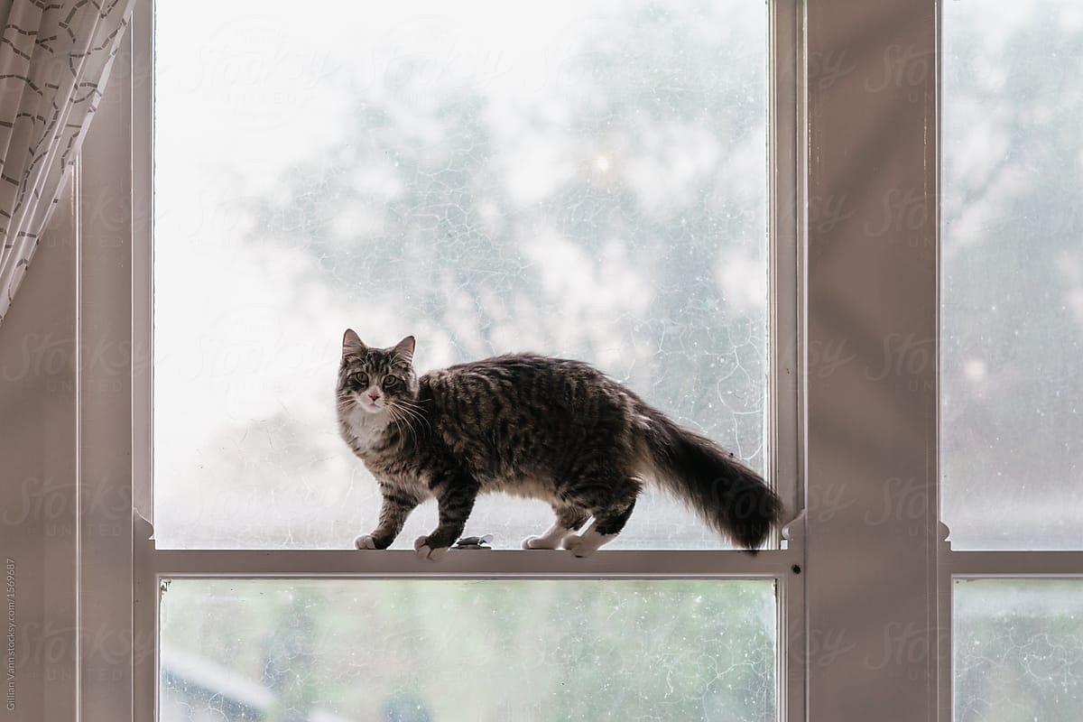 cat standing on casement window