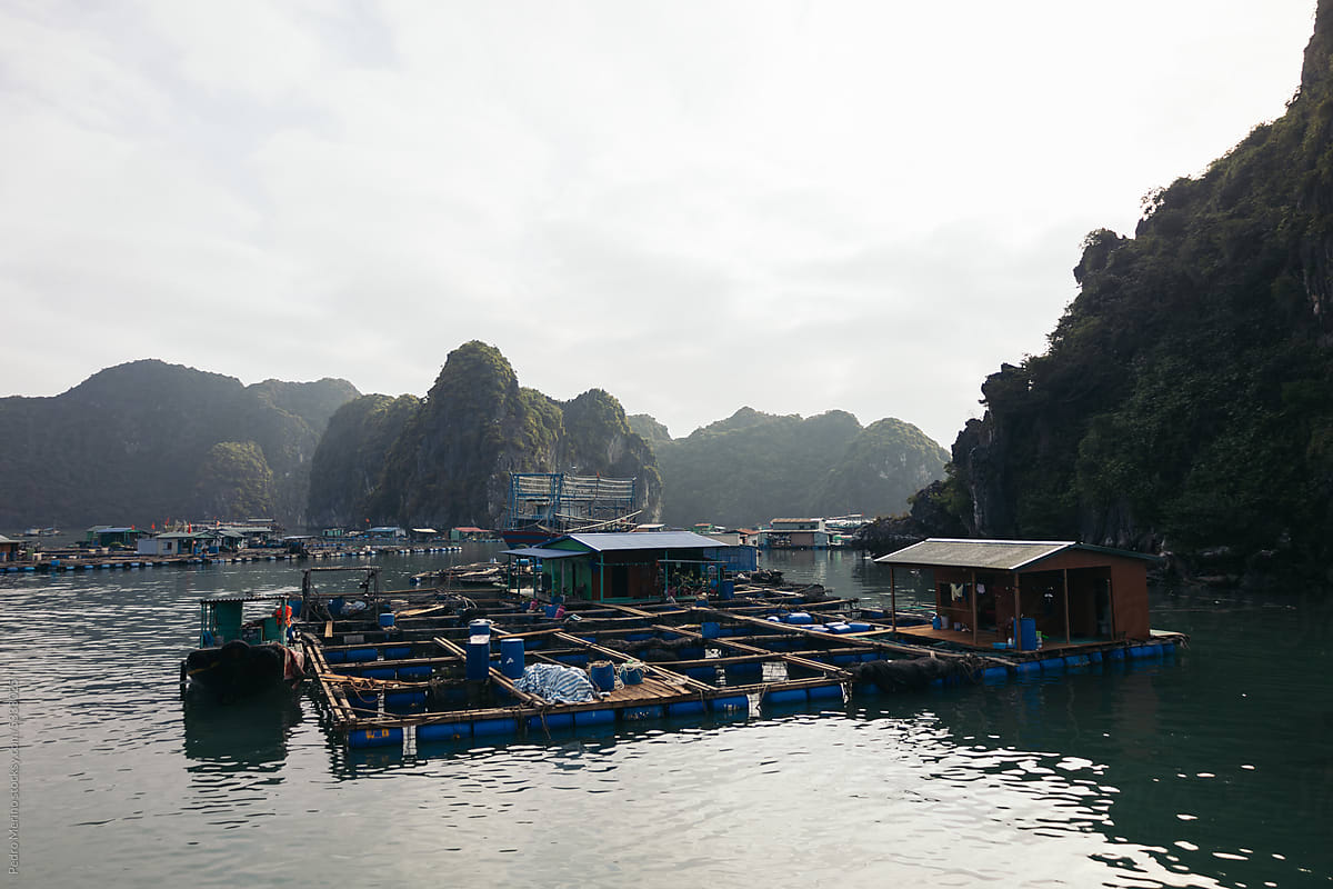 Floating Fishing Village In Halong Bay