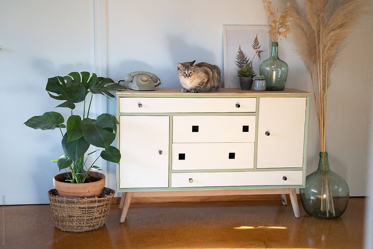 Cute cat on chest of drawers with deco items