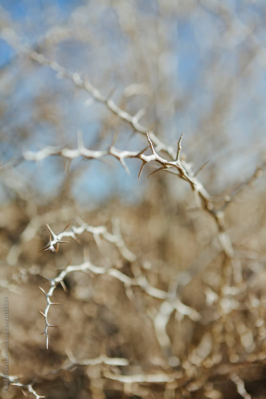 Close up of thorn covered bush in Mojave Desert, CA
