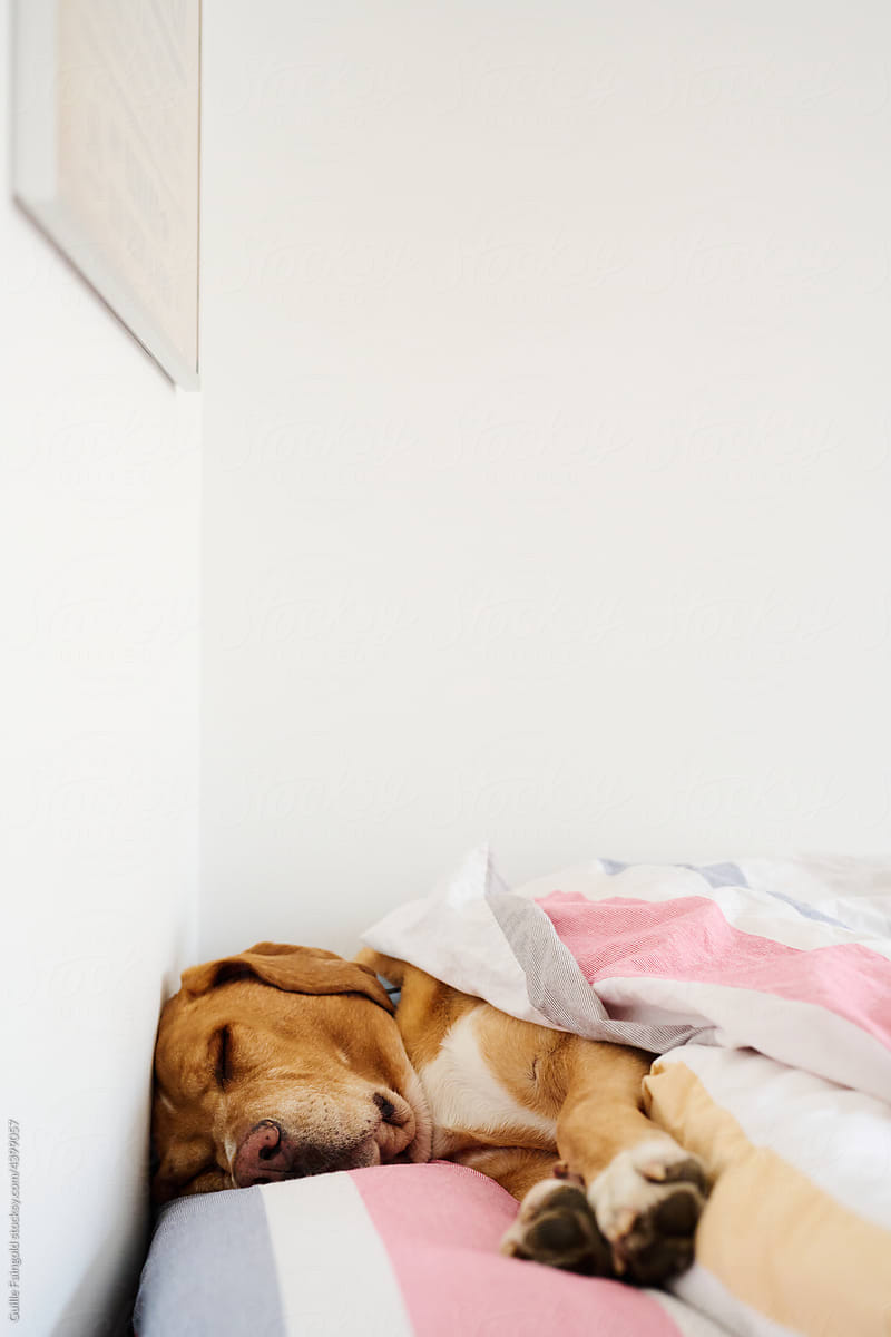 Sleeping dog in bed.