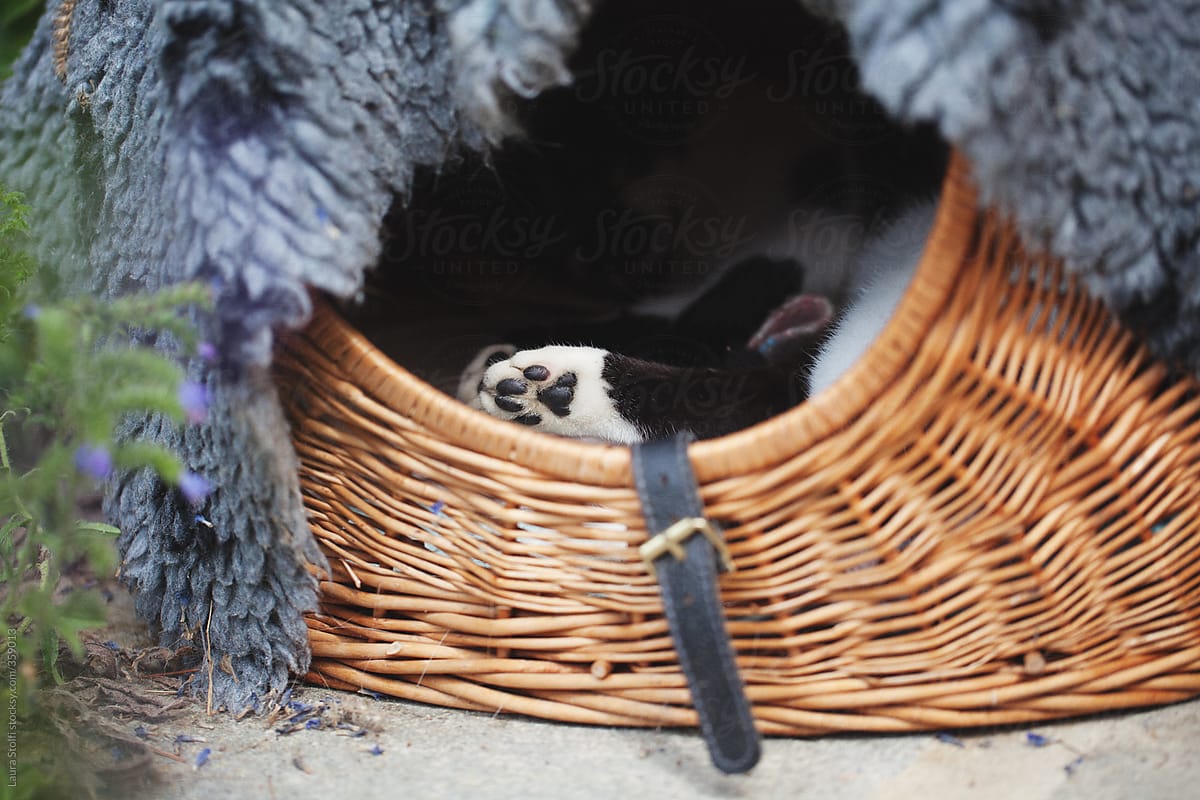 Black and white cat sleeps in wicker kennel and you can see only her paw
