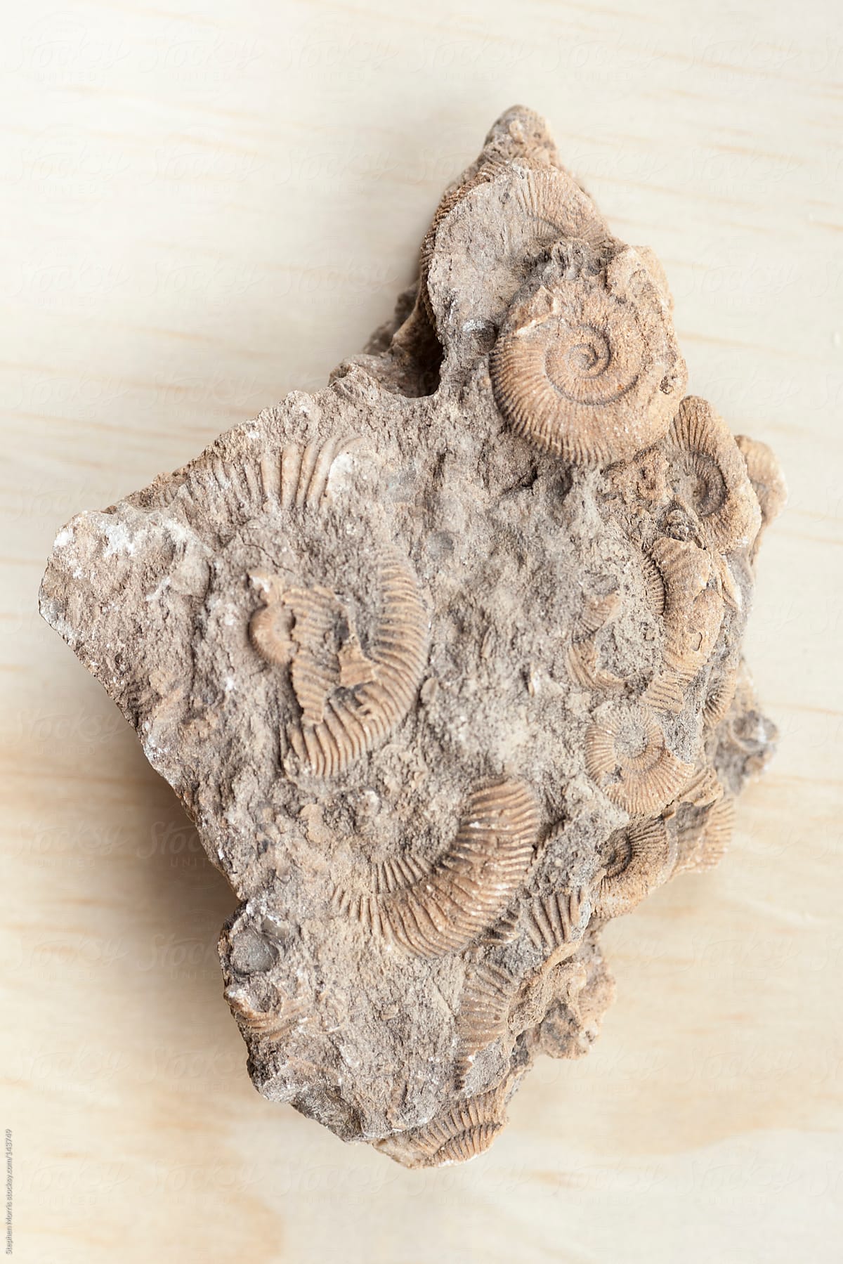 Fossilized ammonite nautilus shells