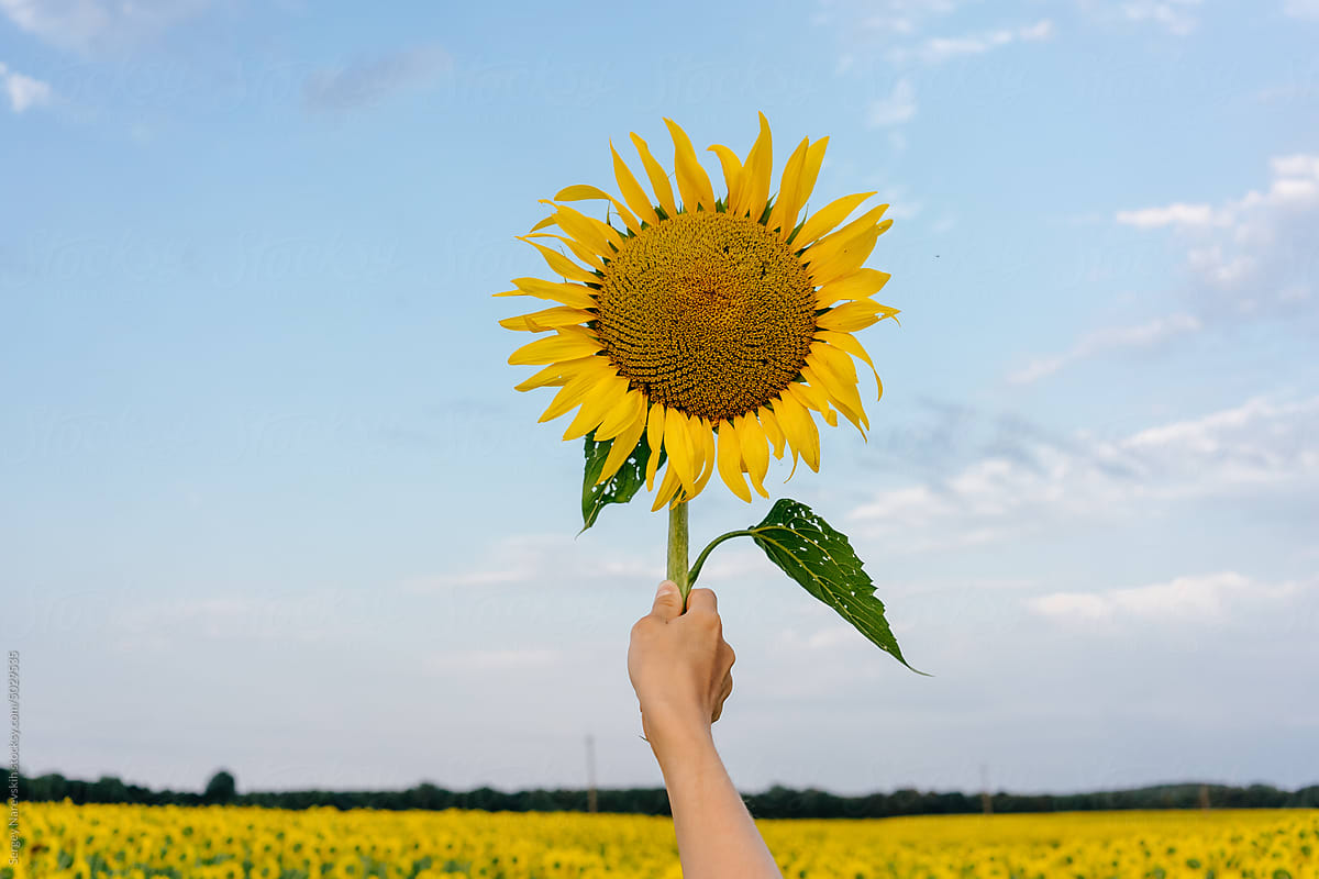 Hand of person holding sunflower