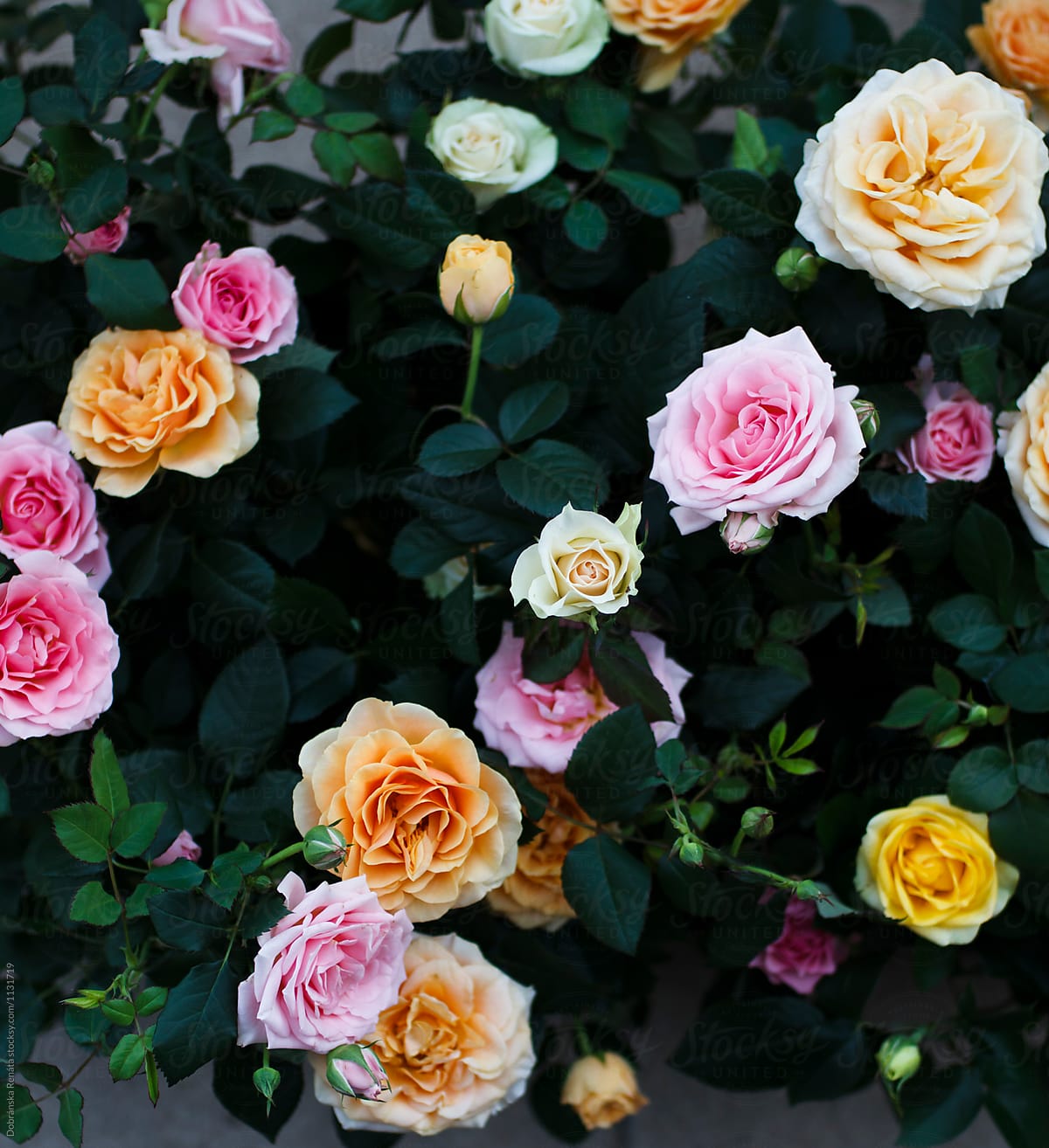Beautiful roses on flower market