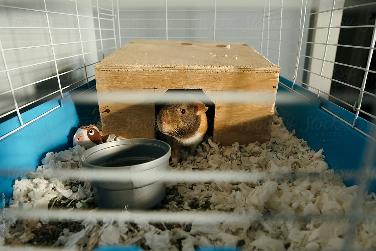 Curious guinea pig in cage.