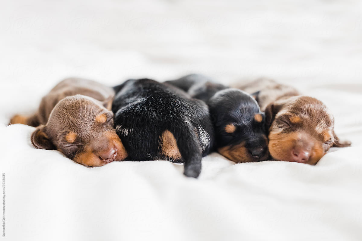 1 week old dachshund puppies