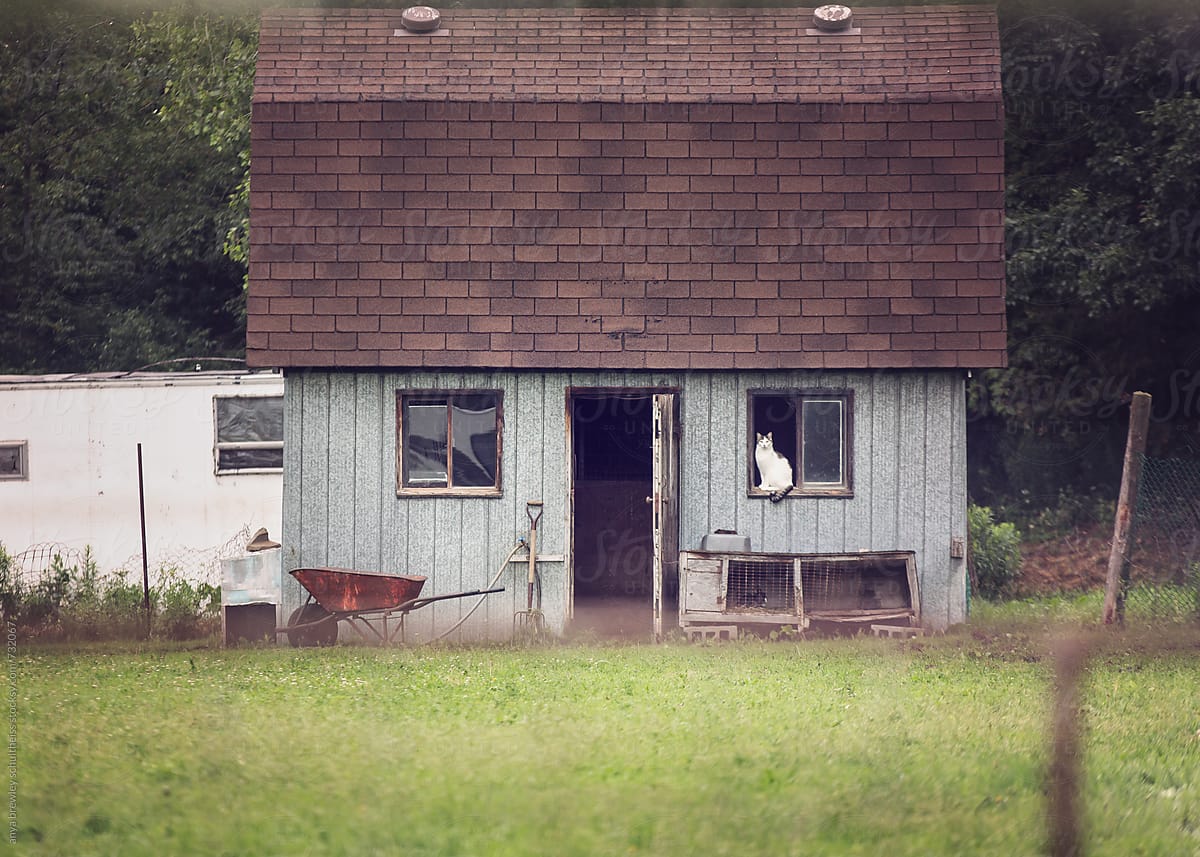 Old farm shed with a white cat sitting in the window