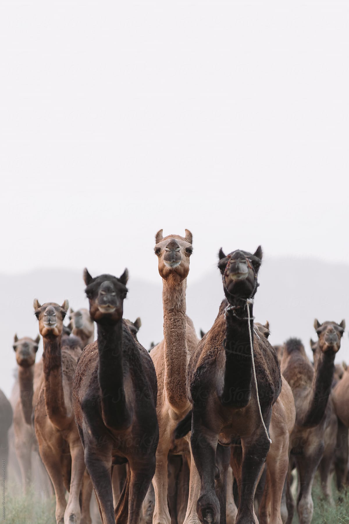 Camels In the Desert