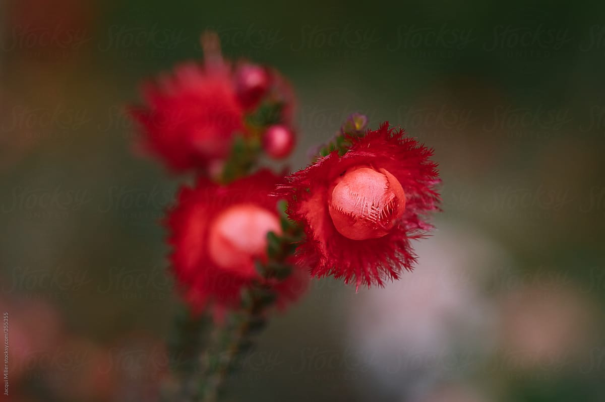 Small cluster of red flowers- Verticordia etheliana