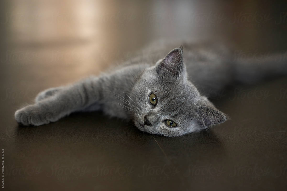 Closeup of cute baby blue cat
