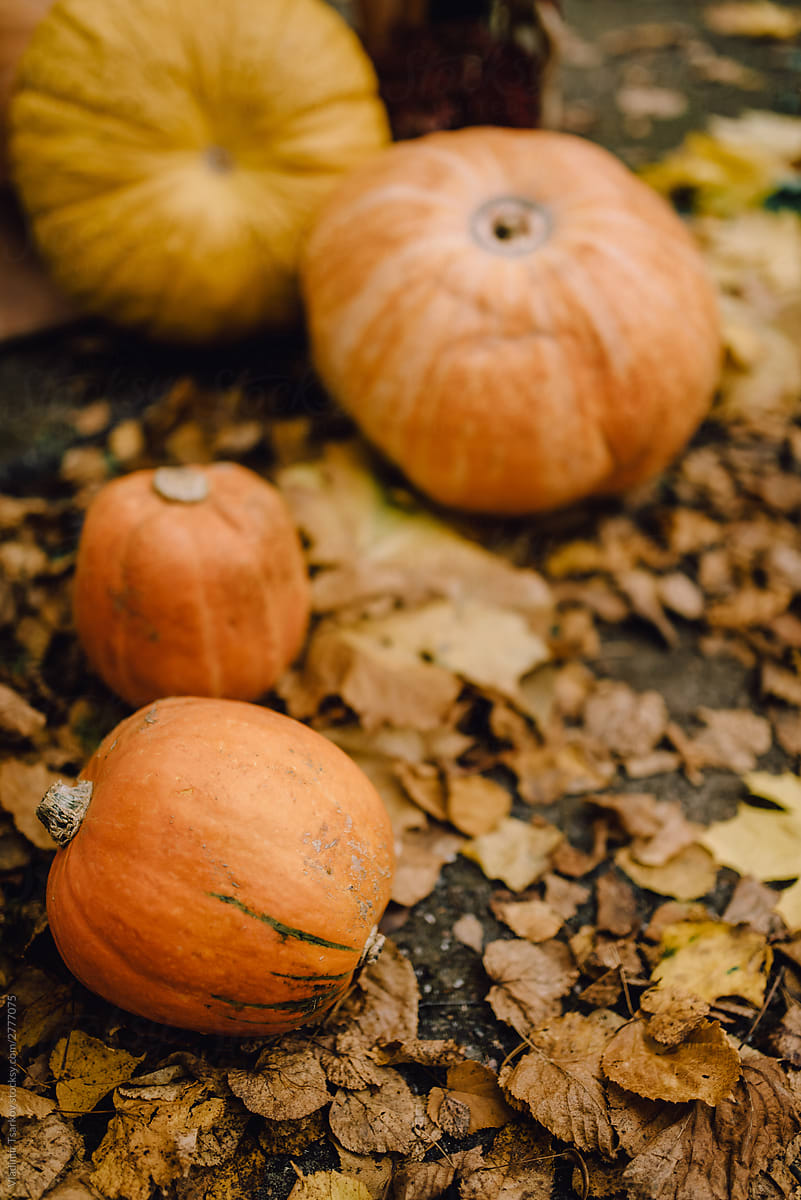 beautiful pumpkins lie on the ground among fallen dry leaves