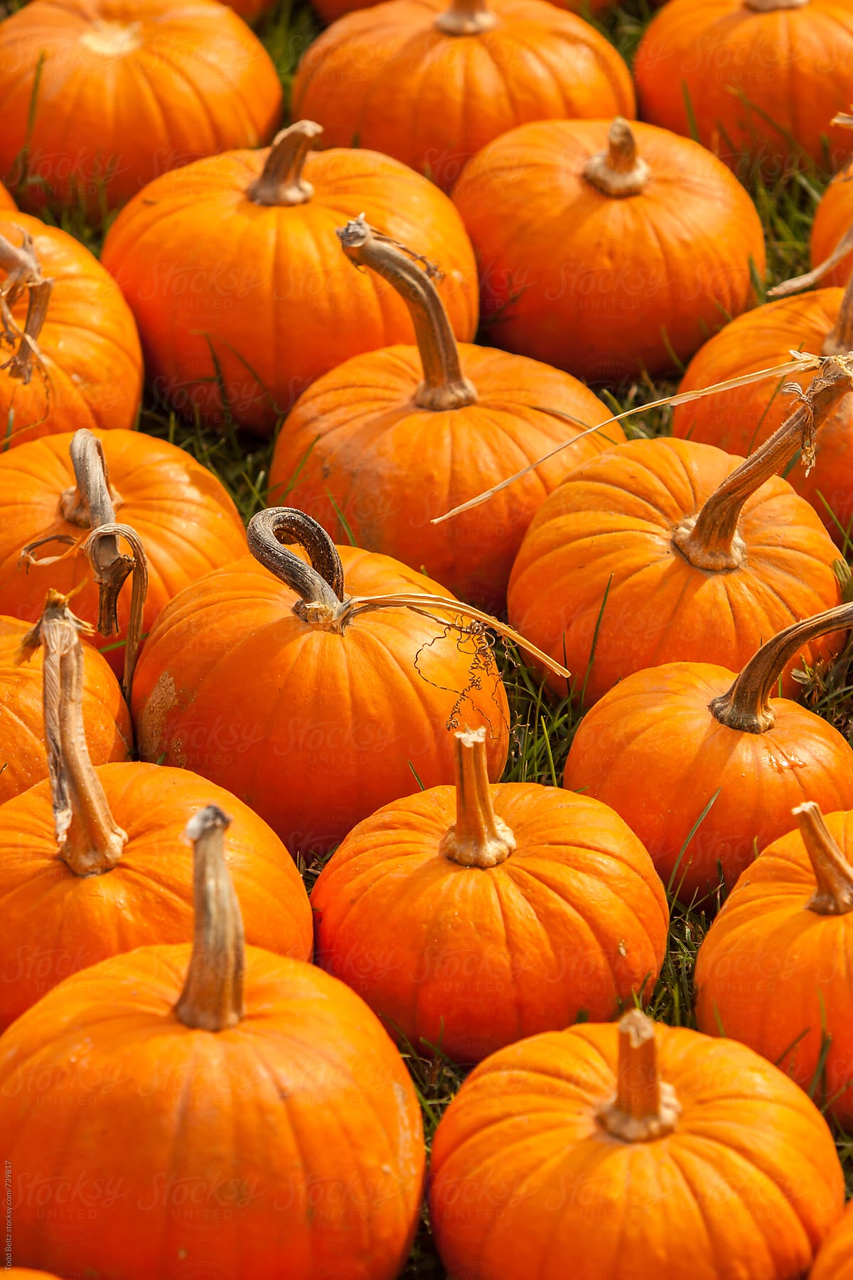 Portrait shot of pumpkins in a pumpkin patch