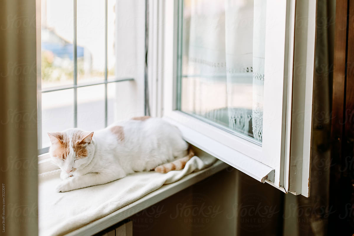 Lazy cat enjoying fresh air close to open window