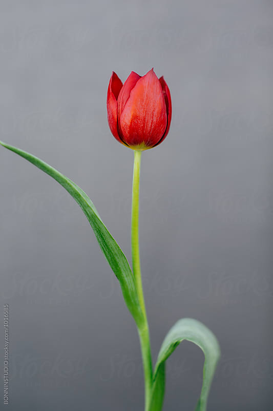 Red tulip over grey background.