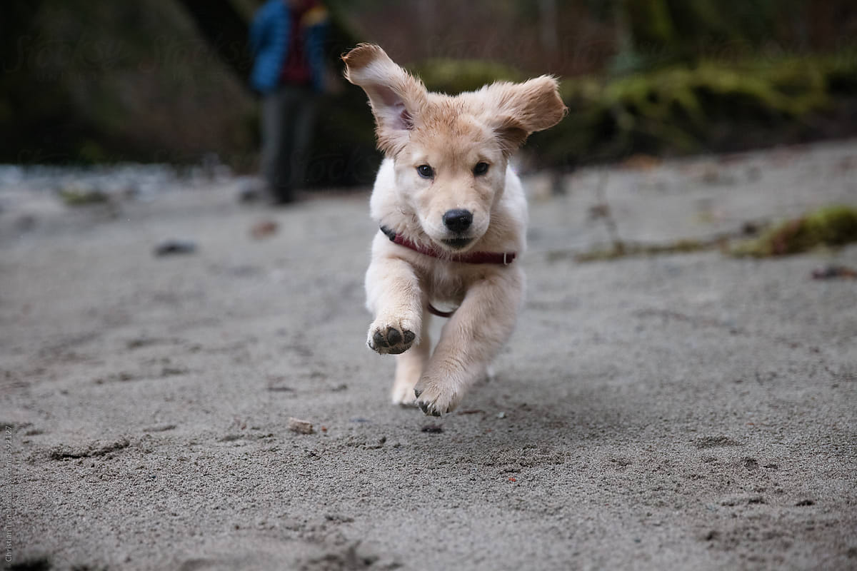 A puppy running toward the camera