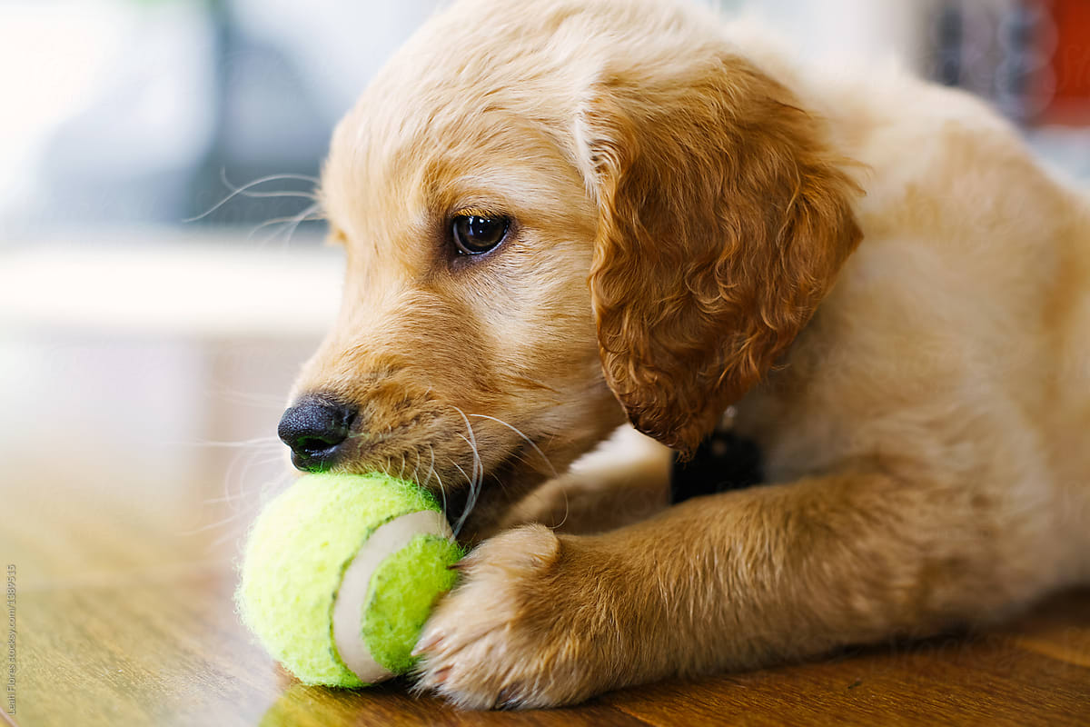 puppy tennis ball