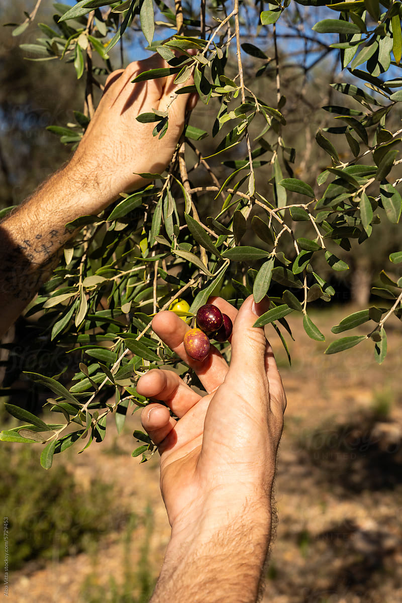 Hand picking olives from the tree