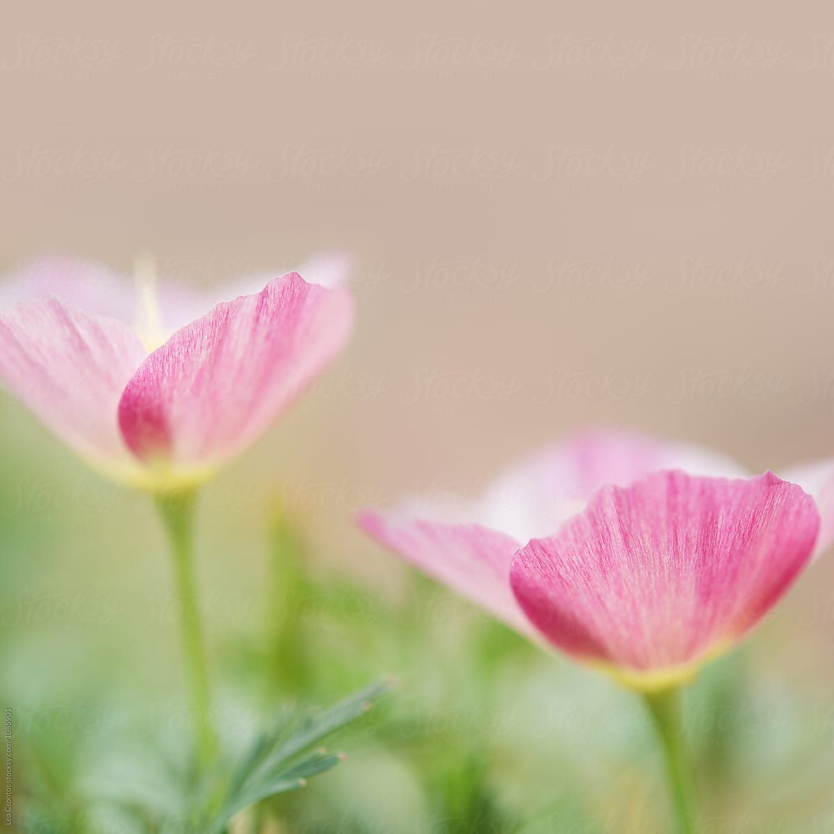 Closeup shot of two light pink flowers